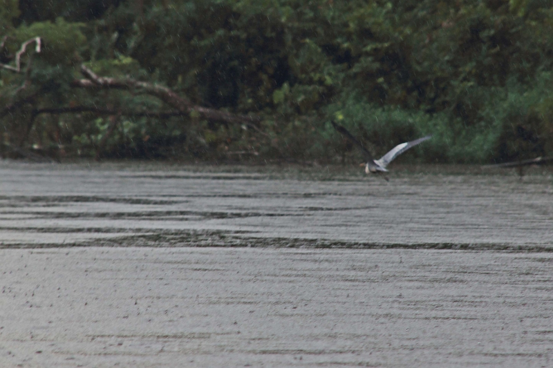 15-rio_yasuni_046.jpg