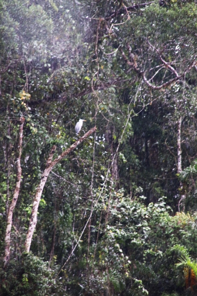 15-rio_yasuni_050.jpg