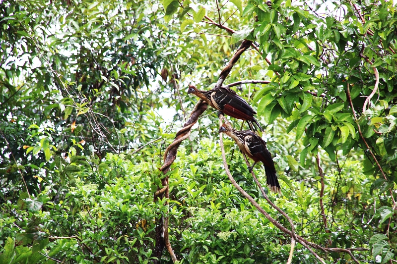 15-rio_yasuni_066.jpg