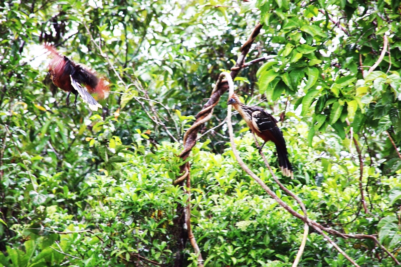15-rio_yasuni_069.jpg
