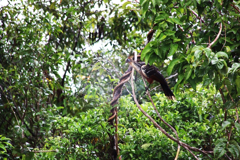 15-rio_yasuni_071.jpg
