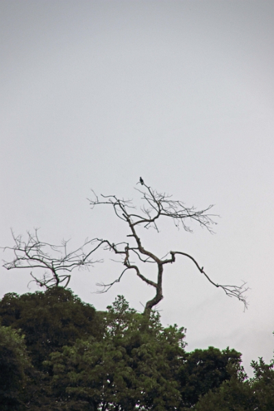 15-rio_yasuni_074.jpg