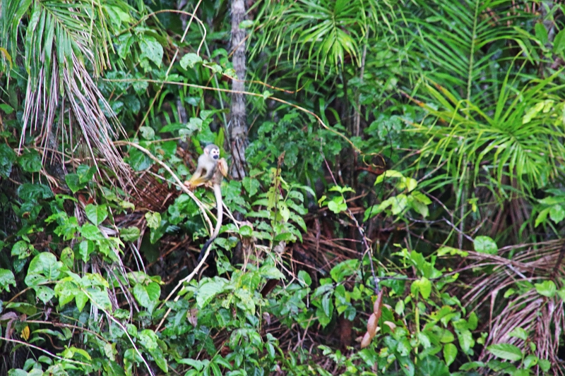 15-rio_yasuni_077.jpg