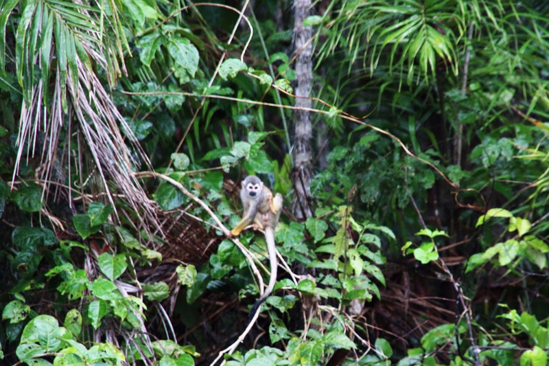 15-rio_yasuni_078.jpg