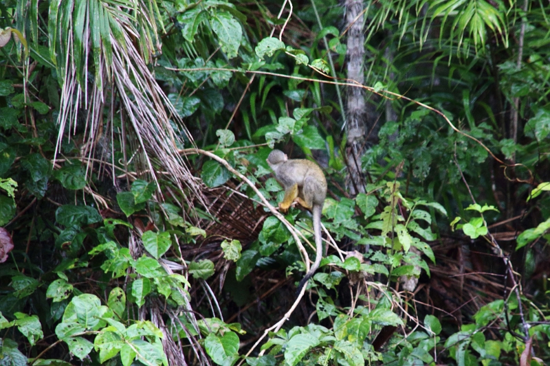 15-rio_yasuni_079.jpg