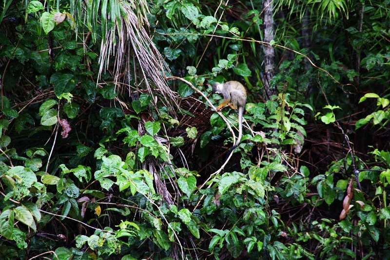 15-rio_yasuni_081.jpg
