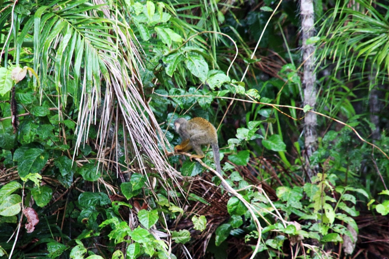 15-rio_yasuni_082.jpg