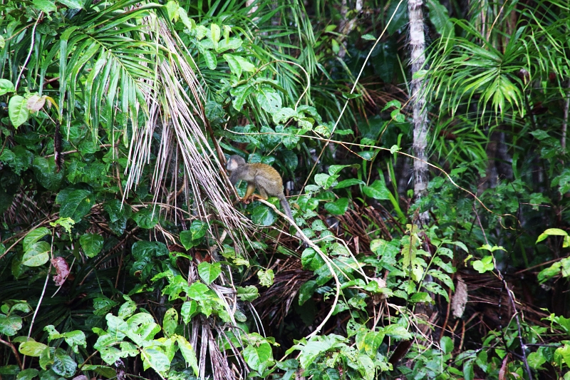 15-rio_yasuni_085.jpg