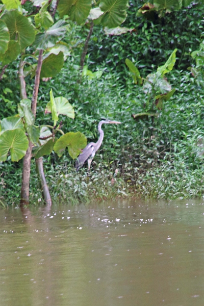 15-rio_yasuni_100.jpg