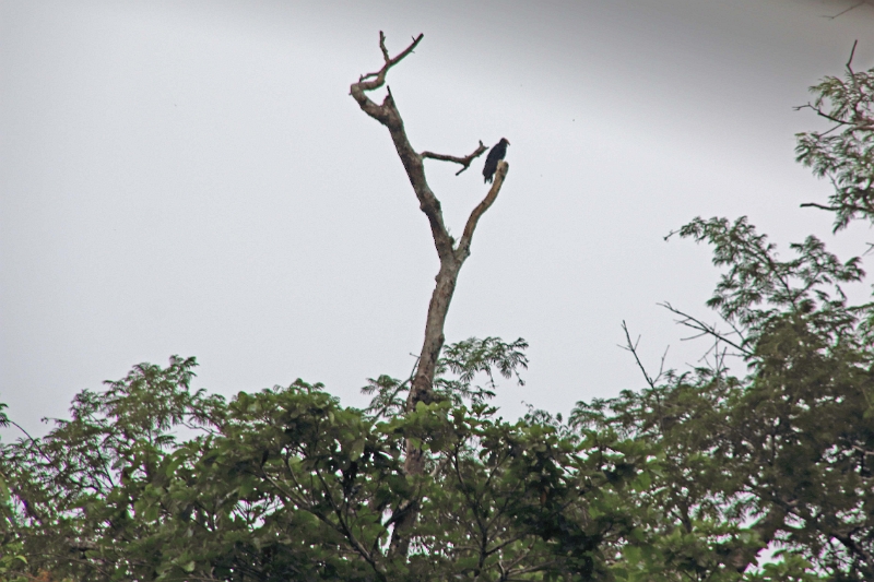 15-rio_yasuni_101.jpg