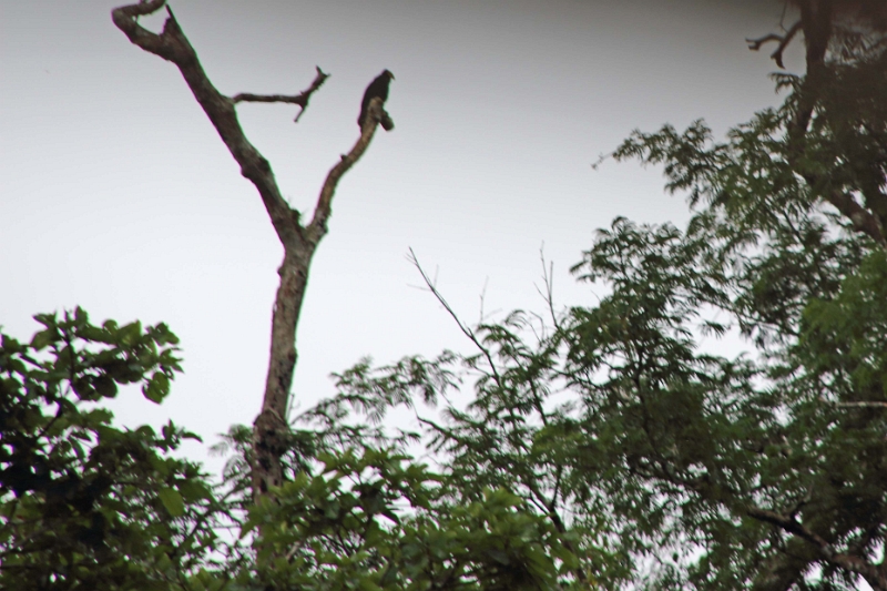 15-rio_yasuni_102.jpg