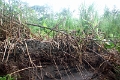 15-rio_yasuni_003