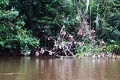 15-rio_yasuni_010
