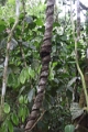 15-rio_yasuni_029