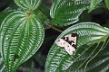 15-rio_yasuni_033