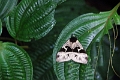 15-rio_yasuni_035
