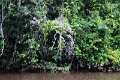15-rio_yasuni_040