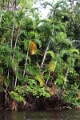 15-rio_yasuni_063