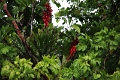 15-rio_yasuni_064