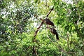 15-rio_yasuni_066