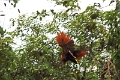 15-rio_yasuni_072