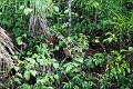 15-rio_yasuni_076