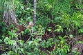 15-rio_yasuni_077