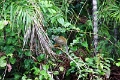 15-rio_yasuni_082