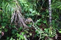 15-rio_yasuni_083