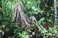 15-rio_yasuni_084