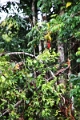 15-rio_yasuni_095