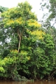 15-rio_yasuni_097