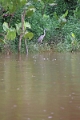 15-rio_yasuni_098