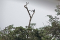 15-rio_yasuni_101