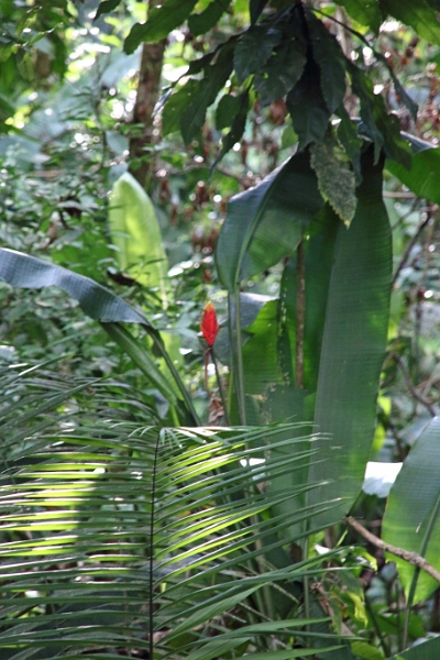16-communaute_secoya_014.jpg