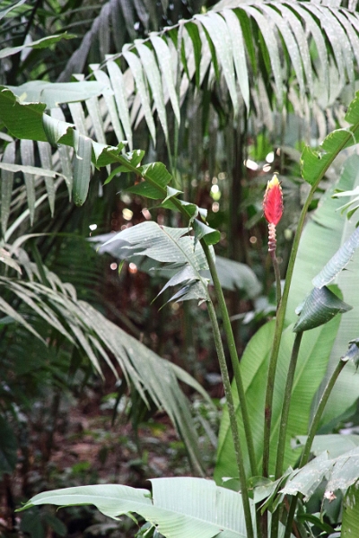 16-communaute_secoya_018.jpg