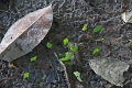 16-communaute_secoya_002