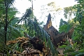 16-communaute_secoya_005