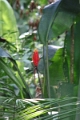 16-communaute_secoya_015