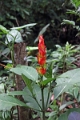 16-communaute_secoya_049