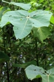 18-communaute_houiririma_009