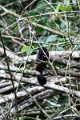 18-communaute_houiririma_036