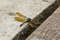 18-communaute_houiririma_051