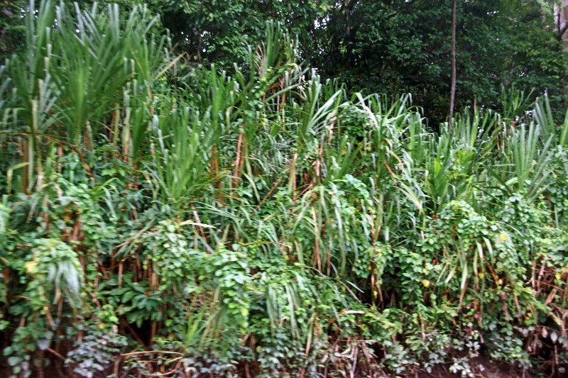 19-riviere_panayacu_001.jpg