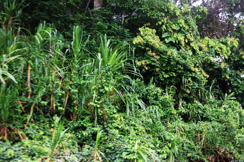 19-riviere_panayacu_002.jpg