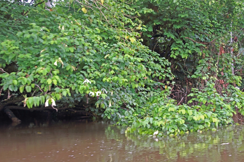 19-riviere_panayacu_009.jpg