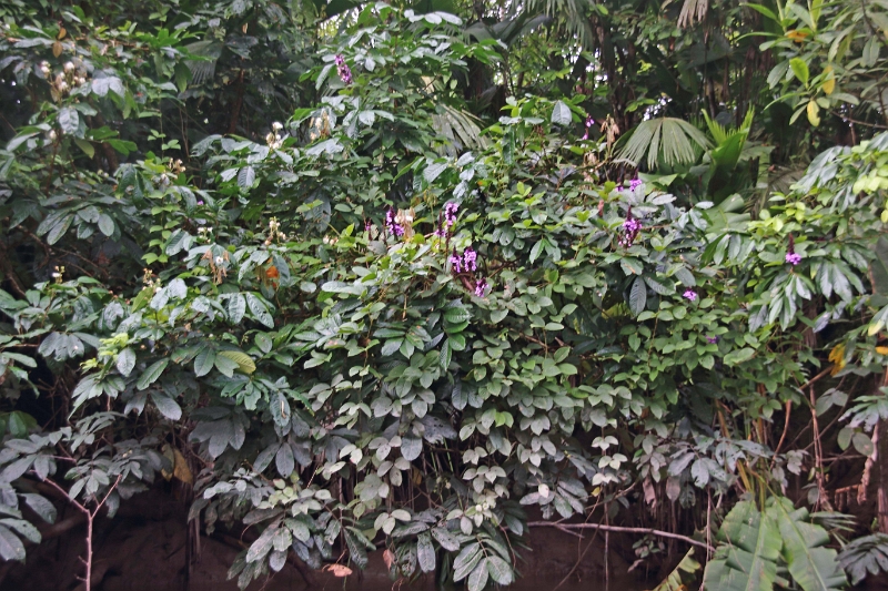 19-riviere_panayacu_015.jpg