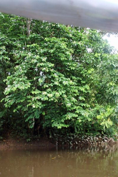 19-riviere_panayacu_017.jpg