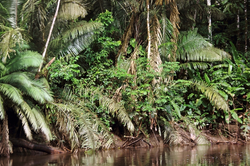 19-riviere_panayacu_019.jpg