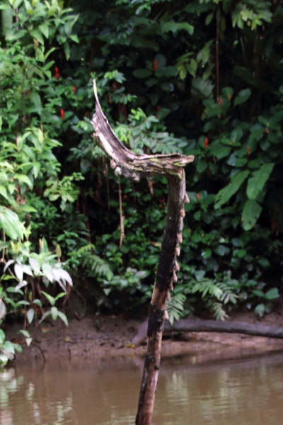19-riviere_panayacu_020.jpg
